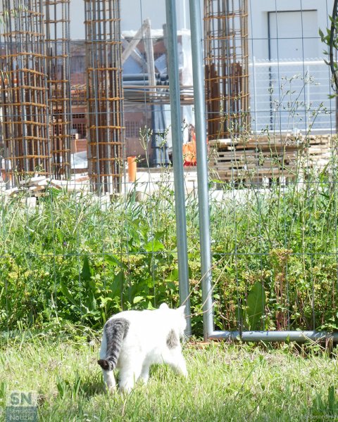 13/05/2025 - Cesanella che cresce