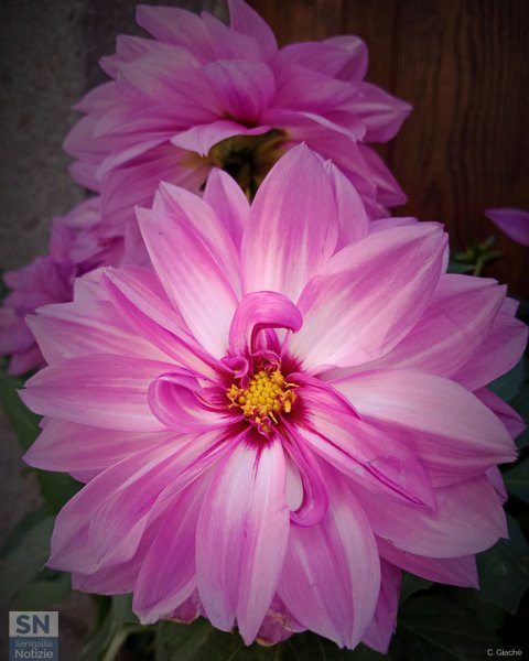 16/05/2025 - Qualcosa di rosa