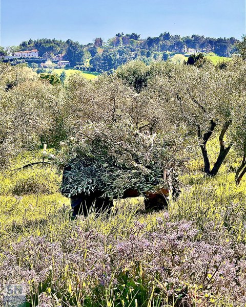 21/05/2025 - Primavera, lavori in corso