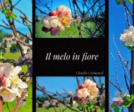07/05/2026 - Il melo in fiore