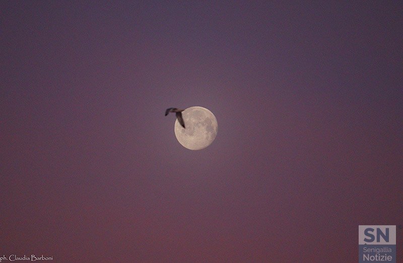 05/03/2021 - Luna mattutina