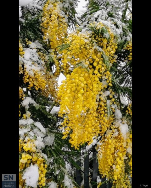 08/03/2021 - Mimose fresche!