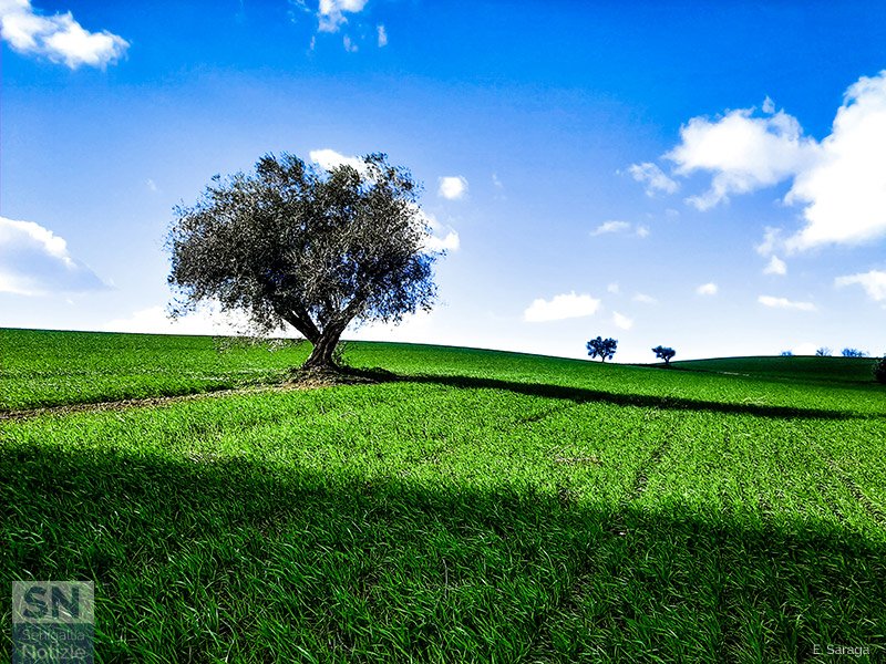 11/03/2021 - Colori di campagna