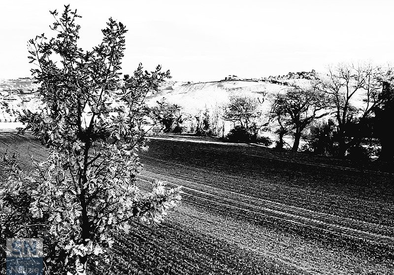 19/03/2021 - Campagna in località Borgo Bicchia