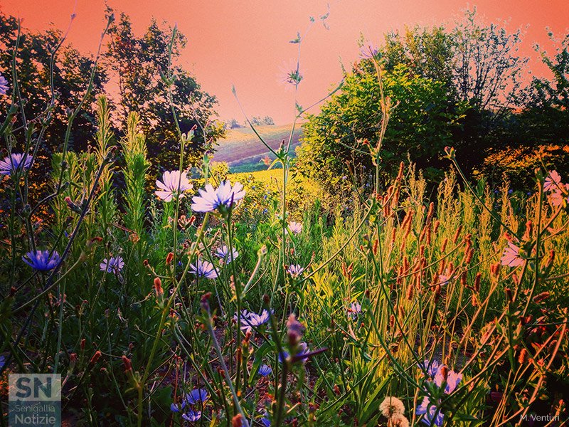 25/03/2021 - Natura che rinasce