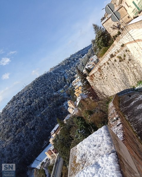 29/03/2021 - Arcevia inclinata