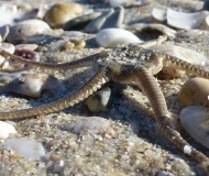 04/03/2021 - Incontri a riva