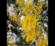 08/03/2021 - Mimose fresche!