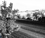 19/03/2021 - Campagna in località Borgo Bicchia