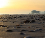 27/03/2021 - Conchiglie e Rotonda