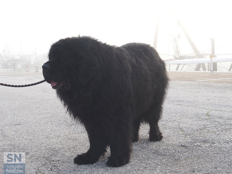 05/03/2026 - Giove nella nebbia
