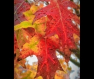 08/11/2023 - Autumn colors