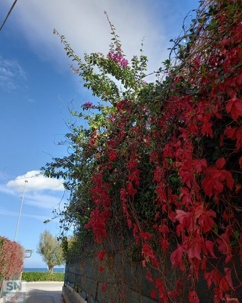 05/11/2025 - Di rosso mi voglio vestire!