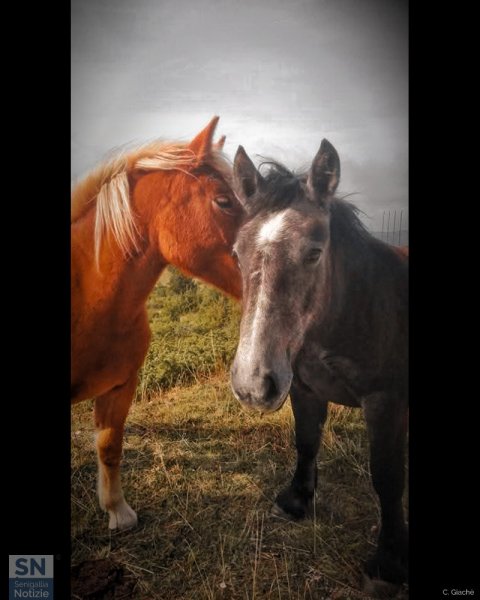 06/11/2025 - Sussurri