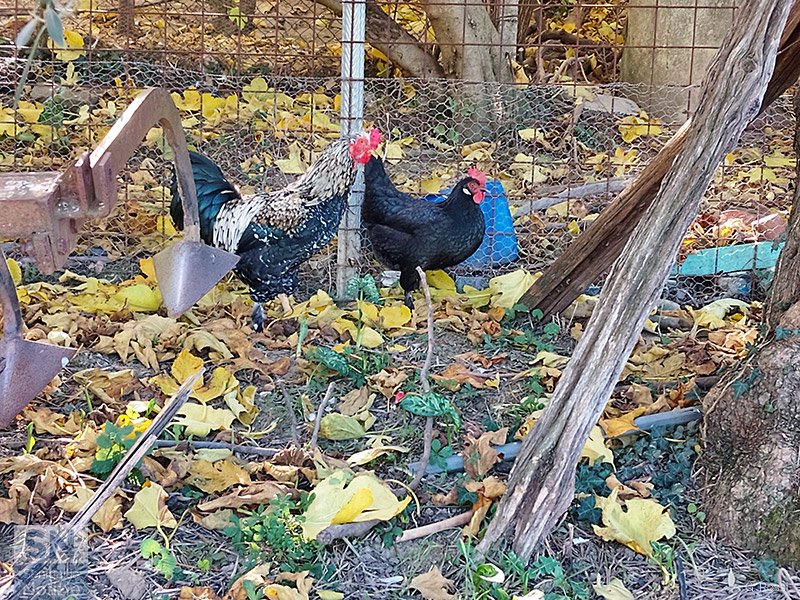 08/11/2025 - E qui comando io!