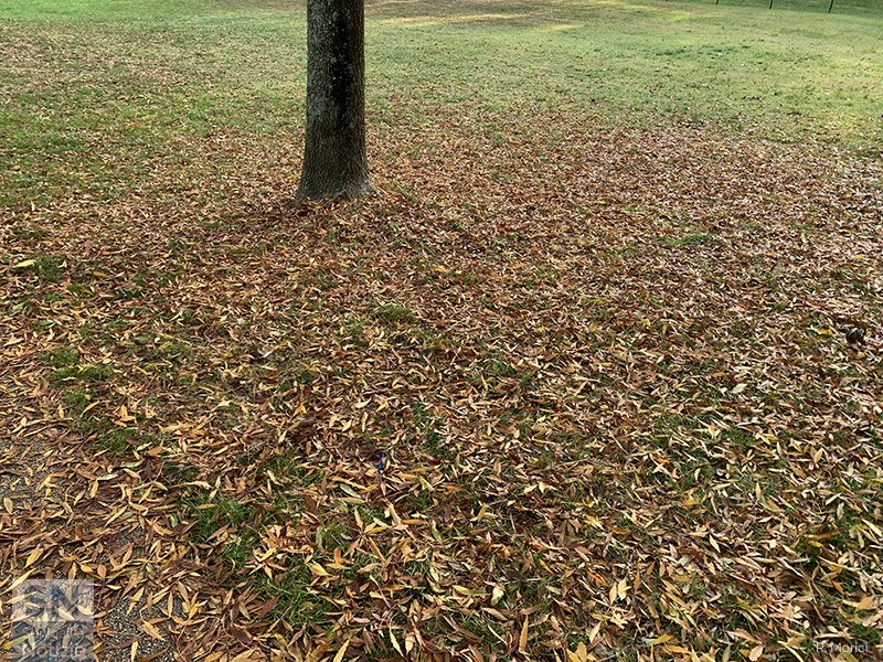 14/11/2025 - Dal prato in fiore alle foglie caduche