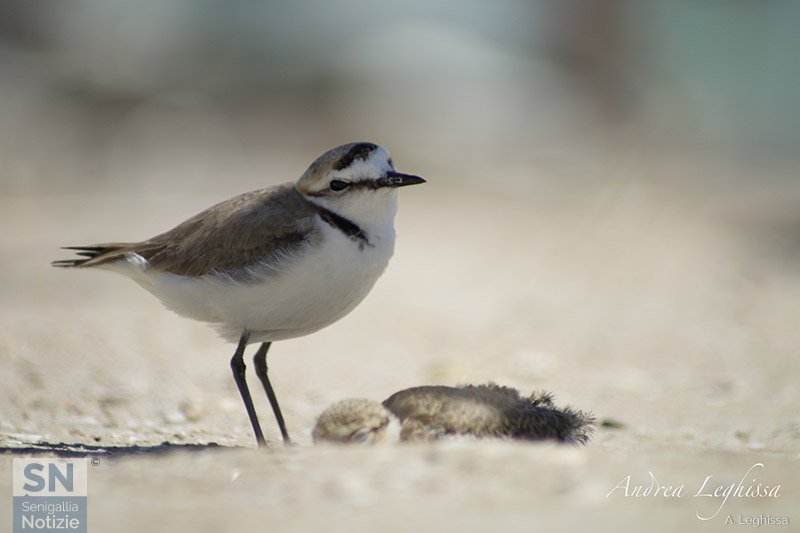 29/11/2025 - Sguardo da Fratino