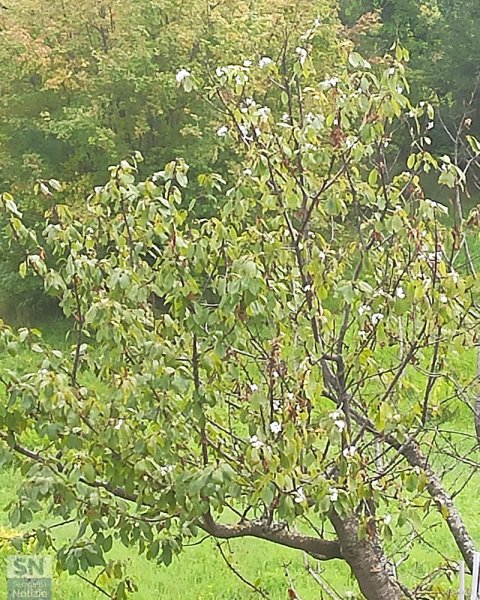 12/10/2022 - Ottobre: è fiorito il ciliegio