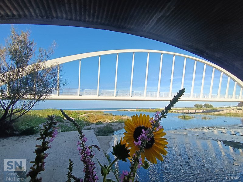 08/10/2025 - Fior di ponte