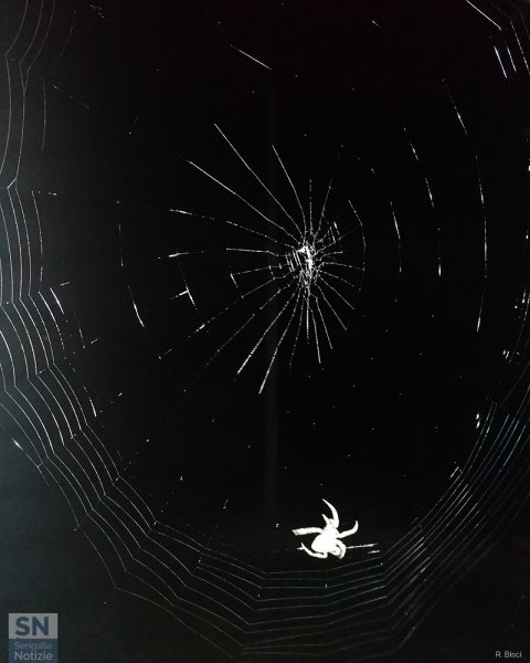 22/10/2025 - Il lavoro minuzioso di un ragno