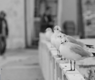 19/10/2025 - Non giudicateci...