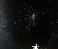 22/10/2025 - Il lavoro minuzioso di un ragno