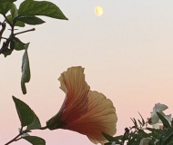 23/10/2025 - Dolci colori : il fiore, il cielo e la luna, come in un dipinto