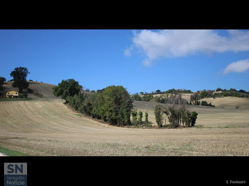 15/09/2021 - Barriera di alberi