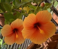 05/09/2025 - Una splendida coppia di fiori di Ibisco