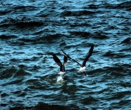 12/09/2025 - Un tuffo per pescare