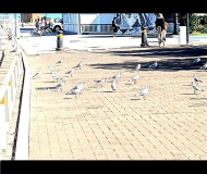 13/09/2025 - Tra un volo di gabbiani