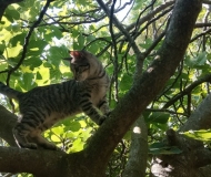 20/09/2025 - Un fico... coi baffi!