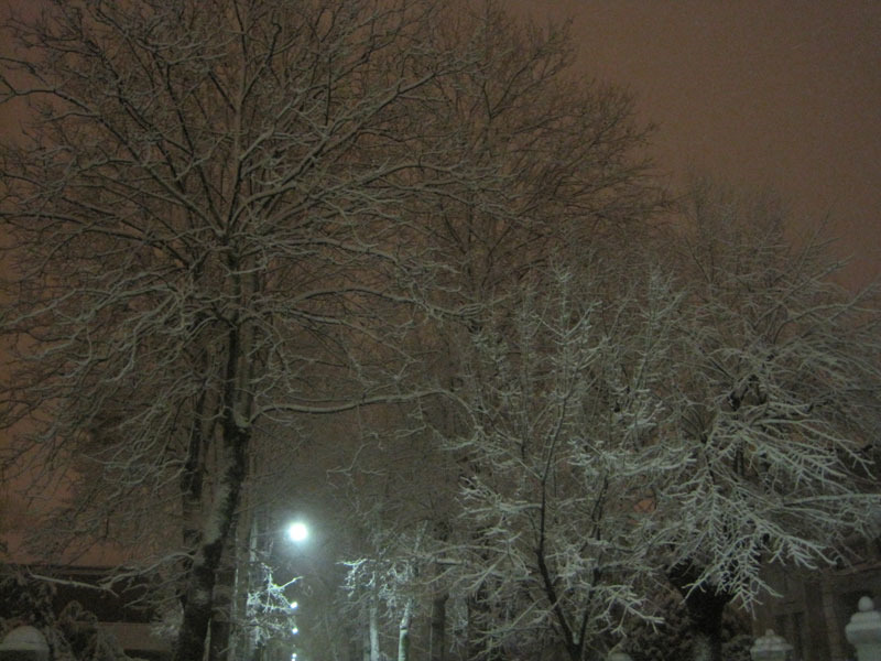 Alberi carichi di neve lungo via Gramsci