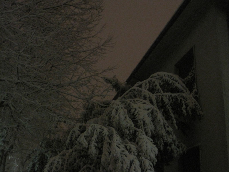 Alberi piegati dal peso della neve