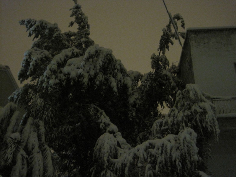 Alberi piegati dal peso della neve
