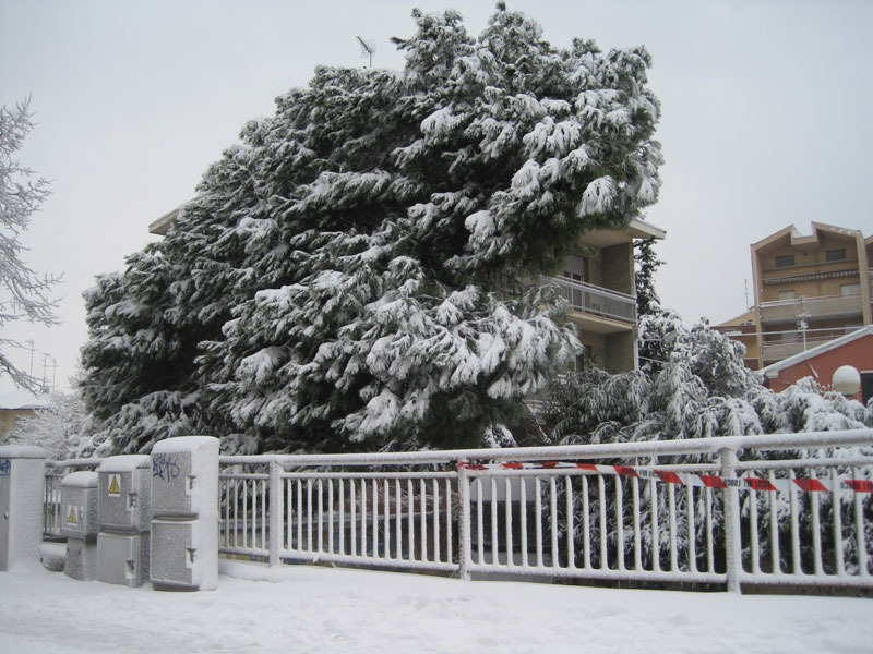 Grosso pino caduto in via Rovereto