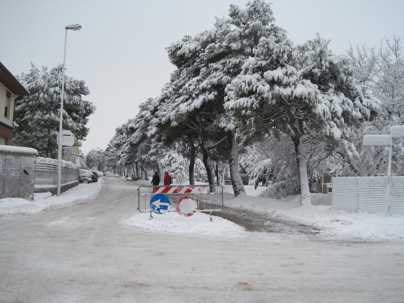Viale dei Pini chiuso per caduta di grossi rami