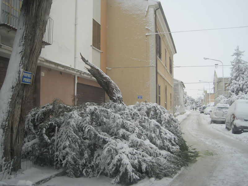 Rami spezzati anche in via Trento