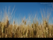 02/08/2012 - Spighe di grano