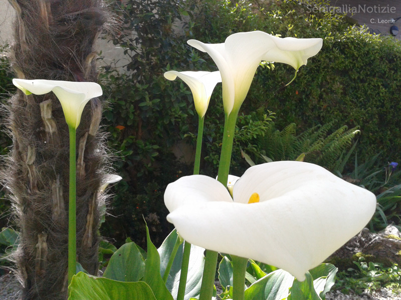 29/08/2013 - Il fiore della calla