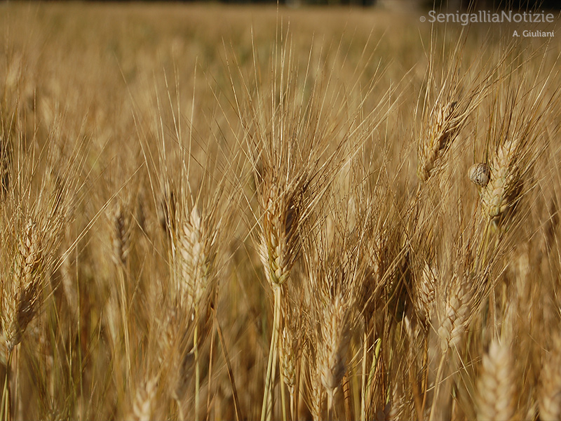 02/08/2015 - Campo di grano