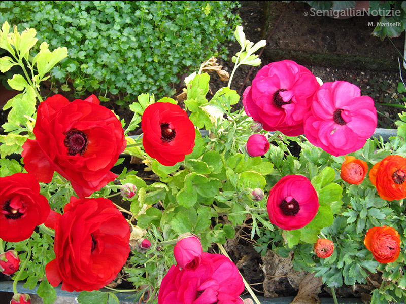 11/08/2015 - Vaso fiorito