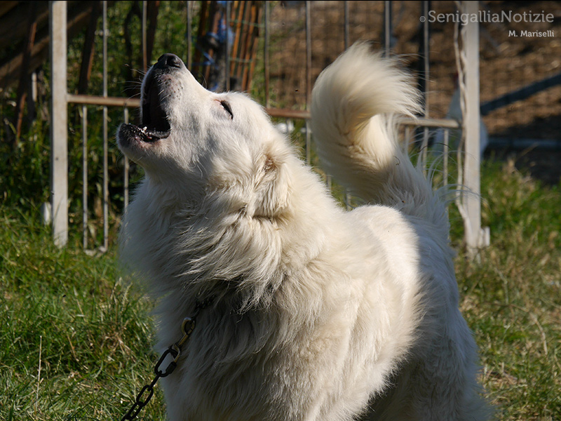 12/08/2015 - Il miglior amico dell'uomo