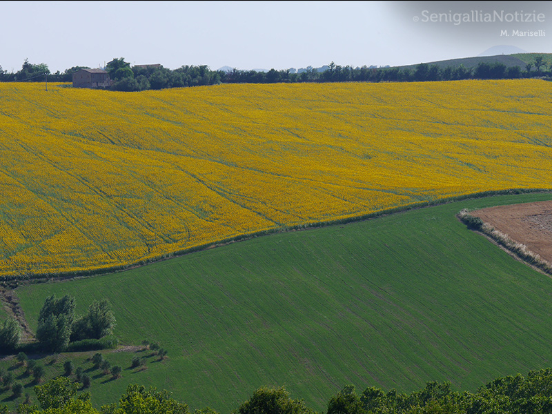 13/08/2015 - I colori della natura