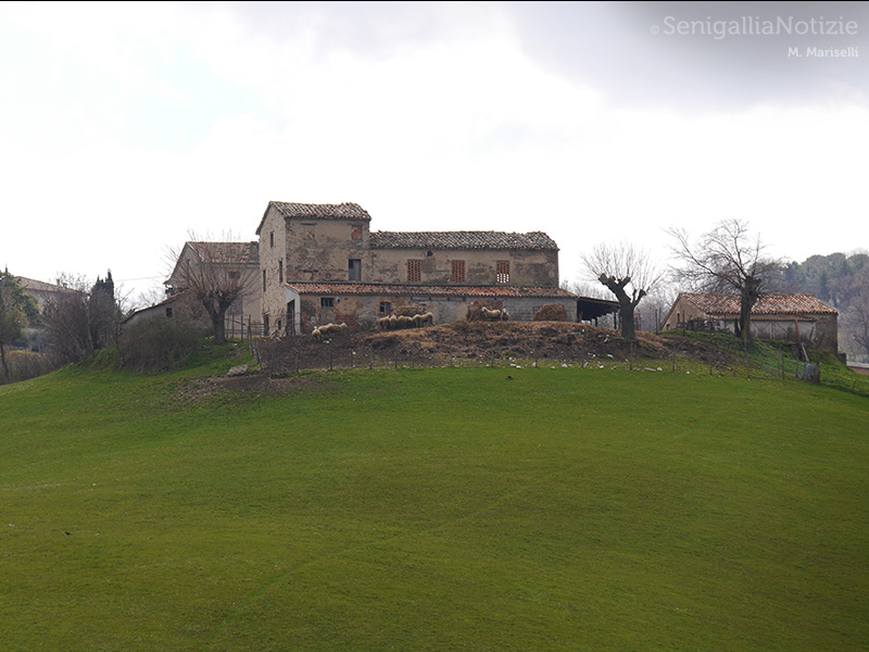 14/08/2015 - Pecore in ritorno dal pascolo