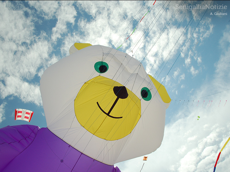 19/08/2015 - Aquilone... orsacchiotto