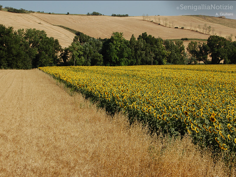 20/08/2015 - Campi marchigiani