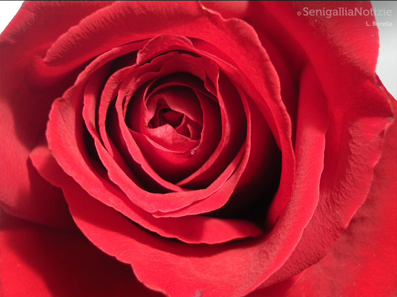 31/08/2015 - Rosa rossa