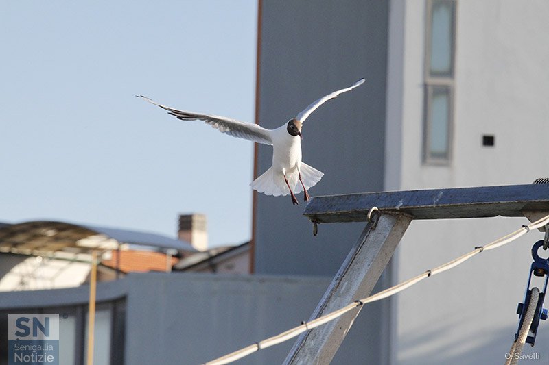 16/08/2016 - Atterraggio