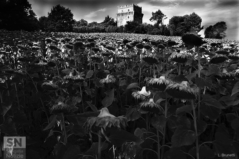 18/08/2016 - Girasoli a Montignano